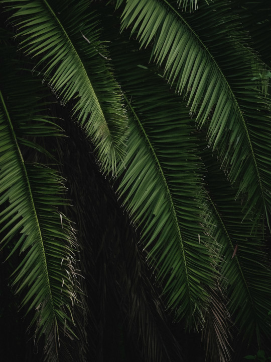 A close up of a green palm tree