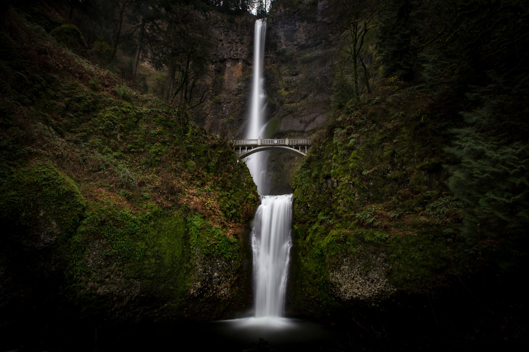 A waterfall in the middle of a forest