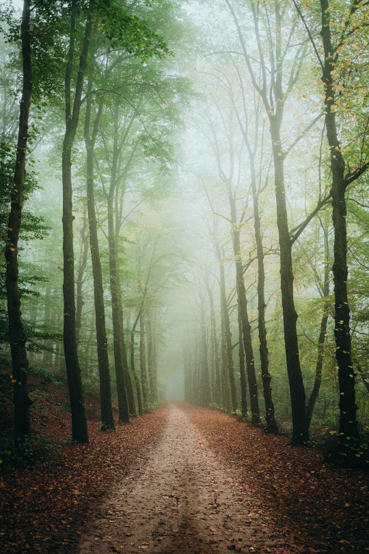 A dirt road in the middle of a forest