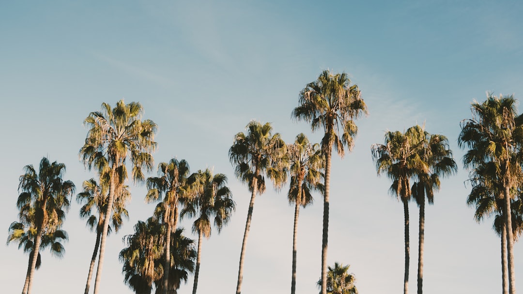 A row of palm trees in front of a blue sky