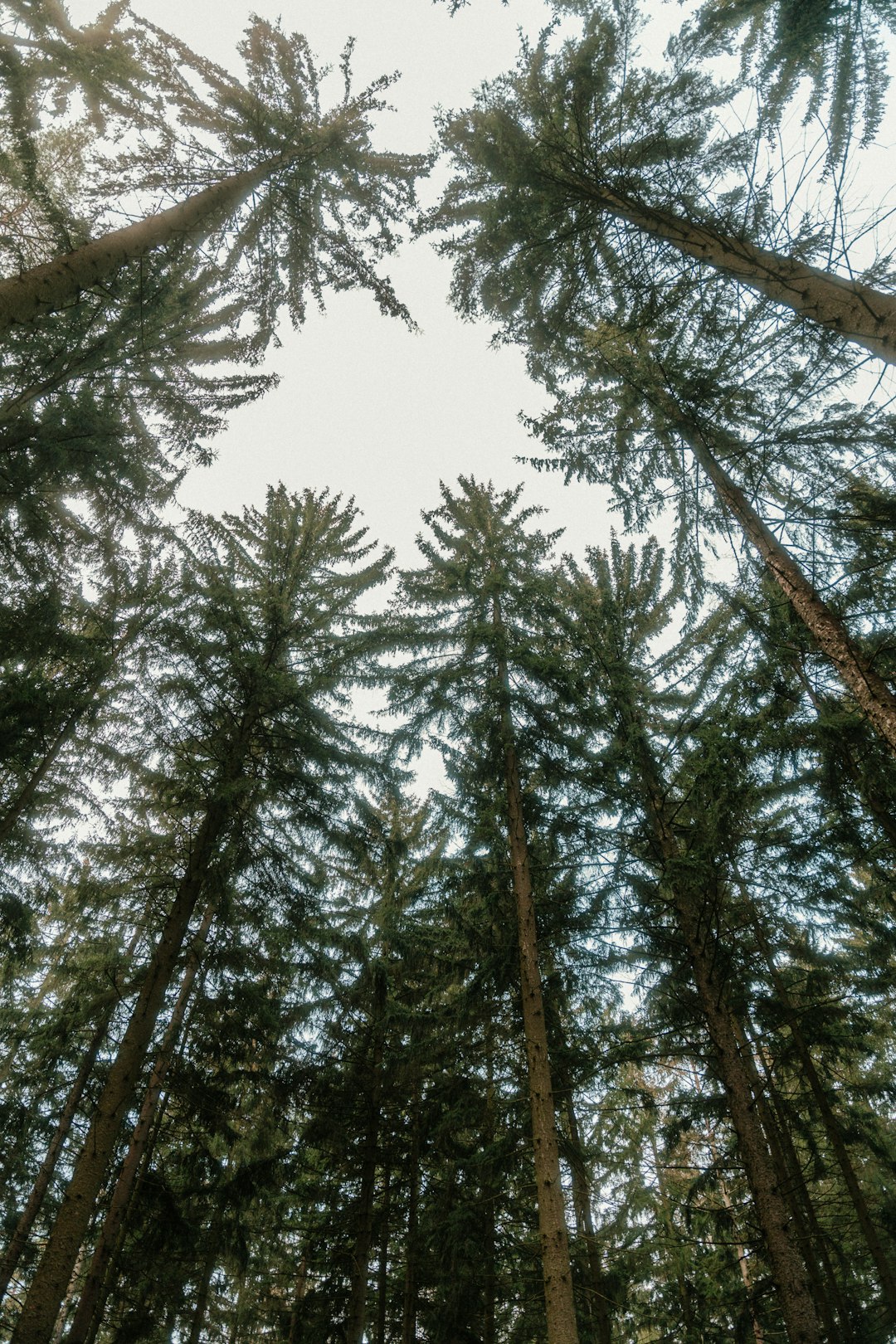 A group of tall trees standing next to each other