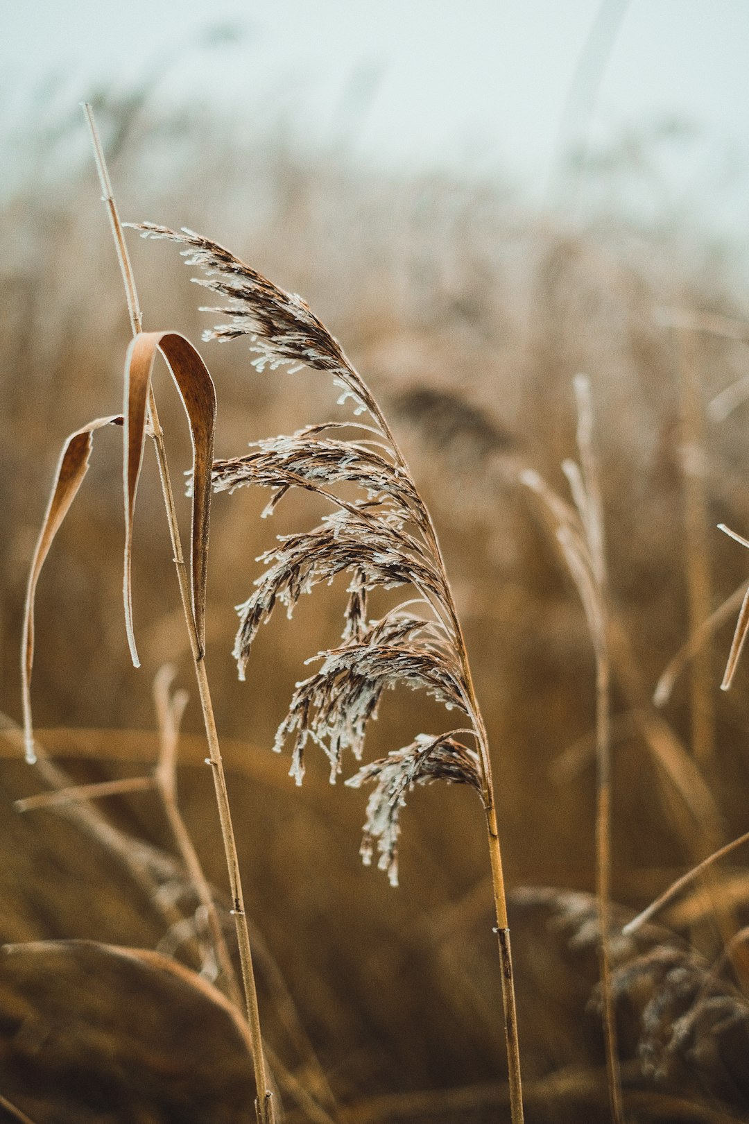 A close up of a tall grass with a sky in the background