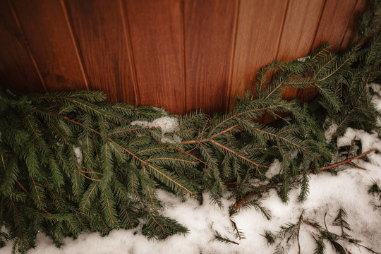 A close up of snow on a tree