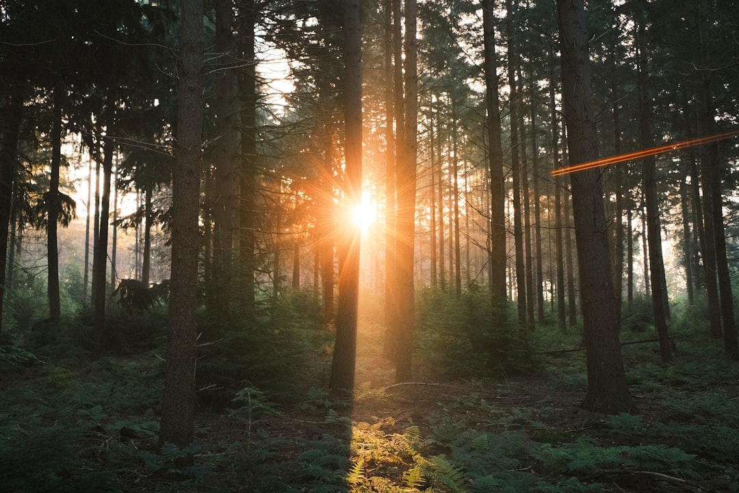 The sun is shining through the trees in the forest