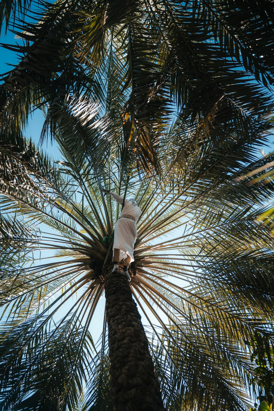 A tall palm tree with a blue sky in the background