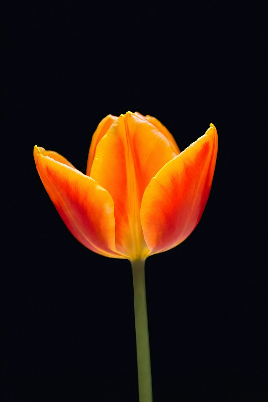 A single orange flower on a black background