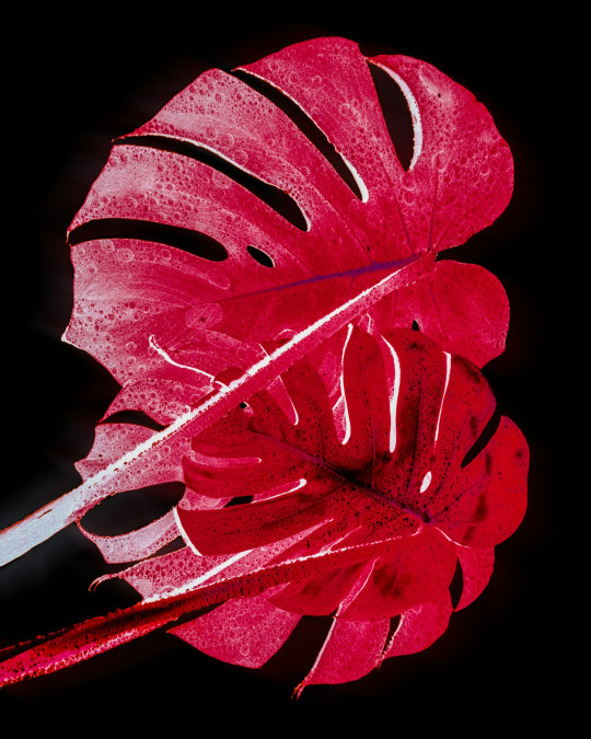 A red flower on a black background