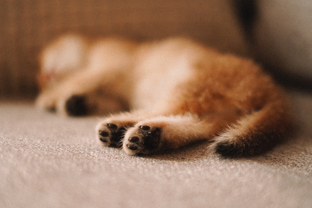 A cat laying on its back on the floor