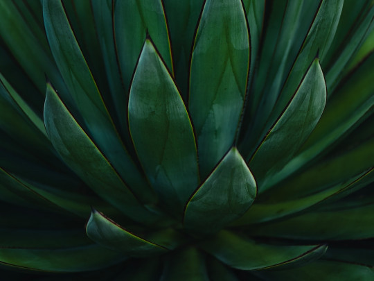 A close up of a green plant with leaves