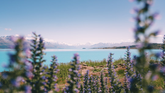 A field of purple flowers next to a body of water