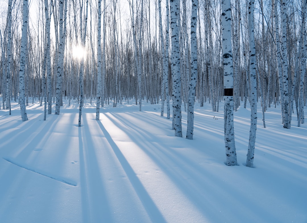 A snow covered forest filled with lots of trees