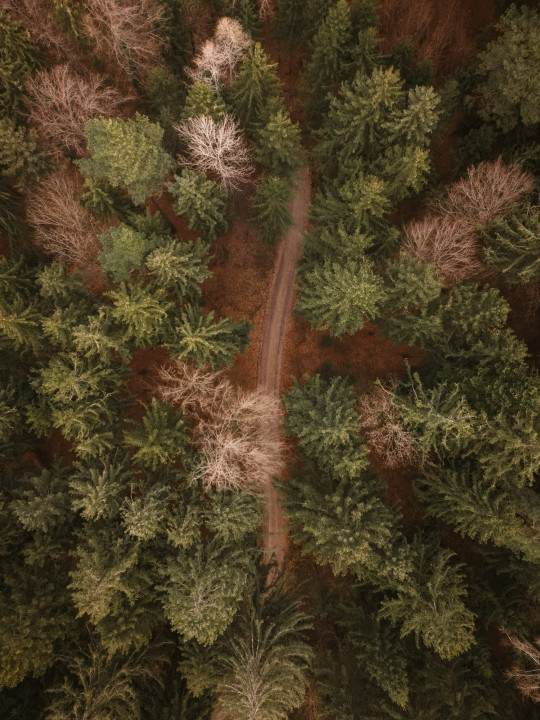 An aerial view of a road through a forest