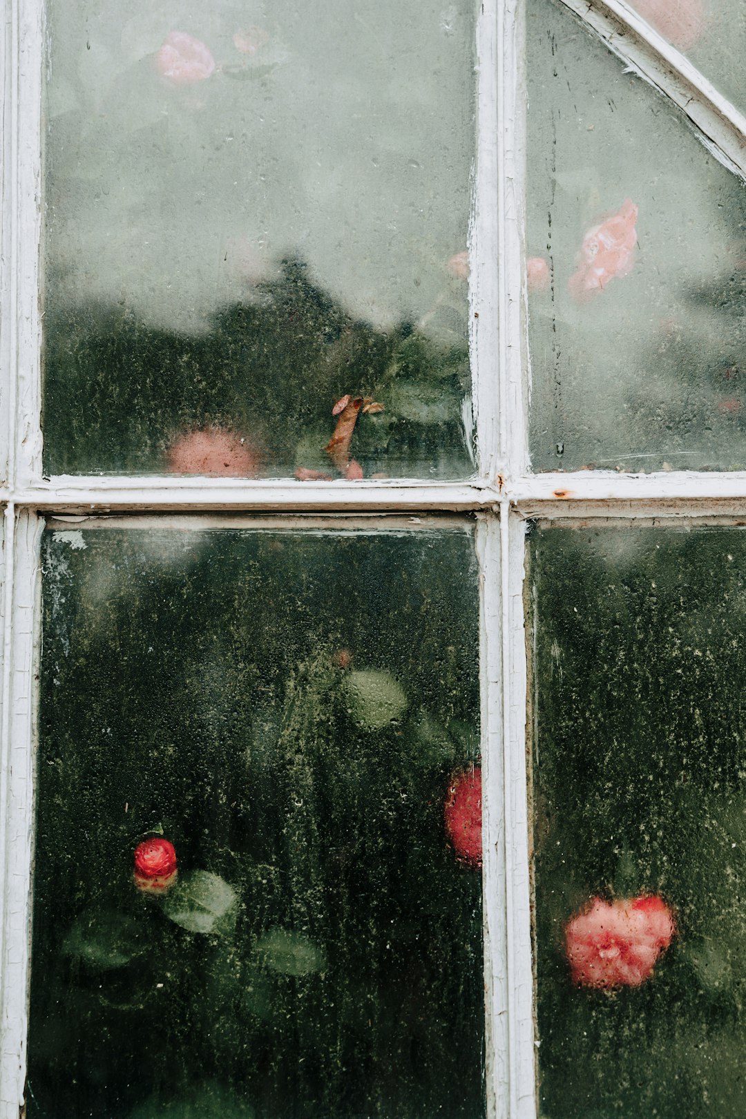 A close up of a window with flowers in it