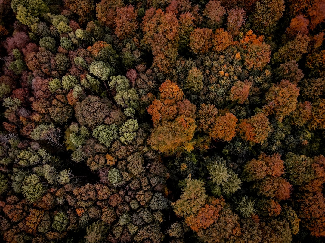 An aerial view of a forest with lots of trees