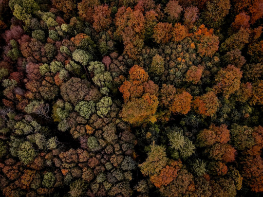 An aerial view of a forest with lots of trees