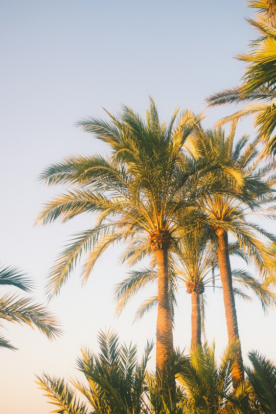 A group of palm trees with a blue sky in the background