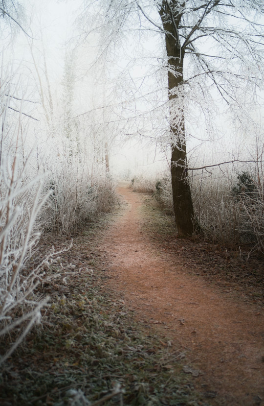 A dirt path in the middle of a forest