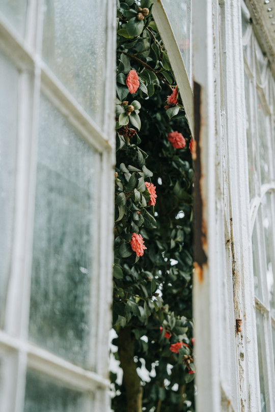 A window that has a bunch of flowers on it