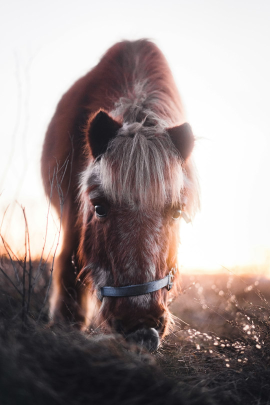 A brown horse standing on top of a grass covered field