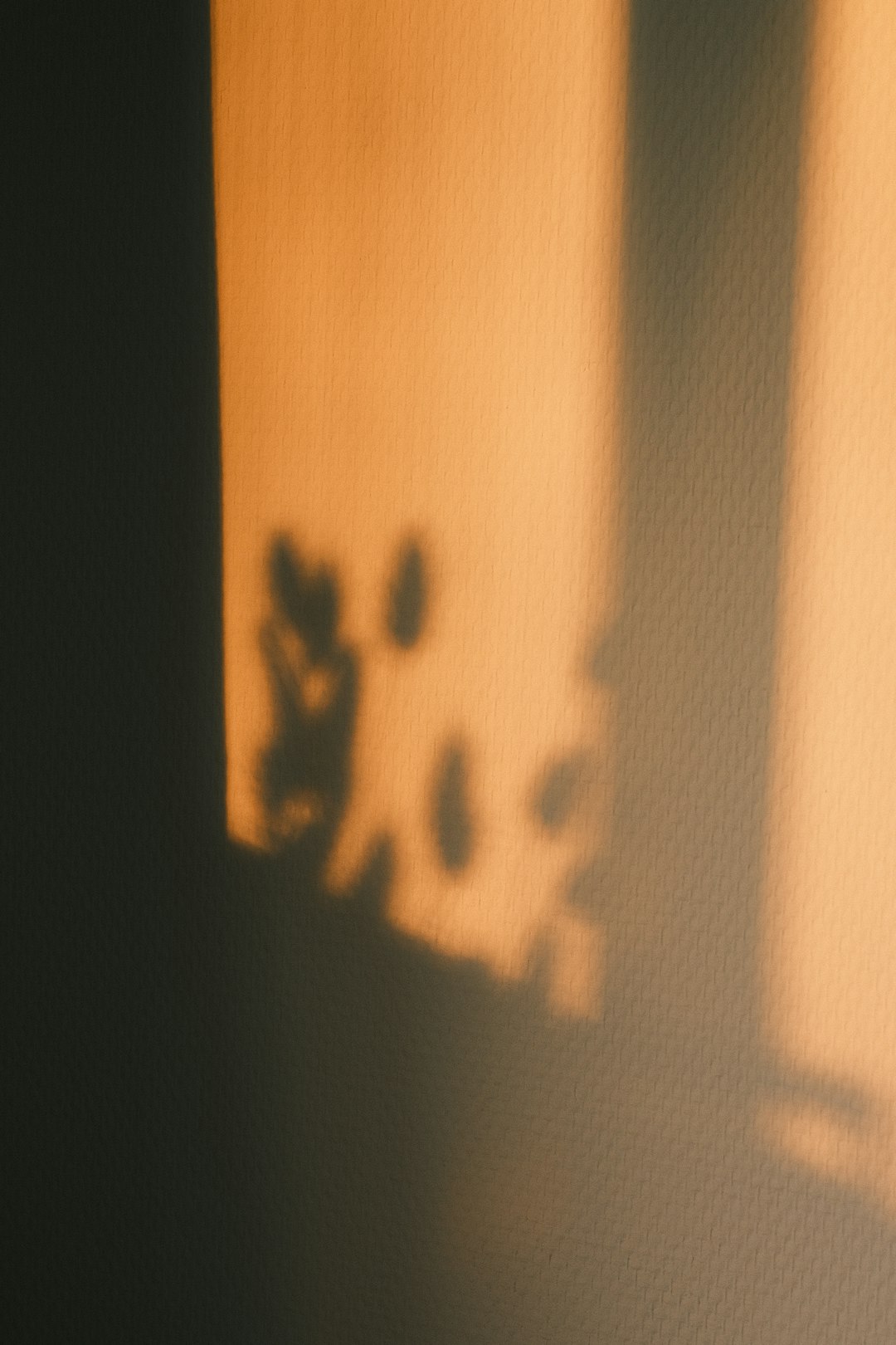 A shadow of a cat on a wall