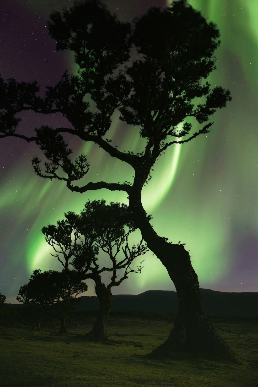 A green and purple sky with a tree in the foreground