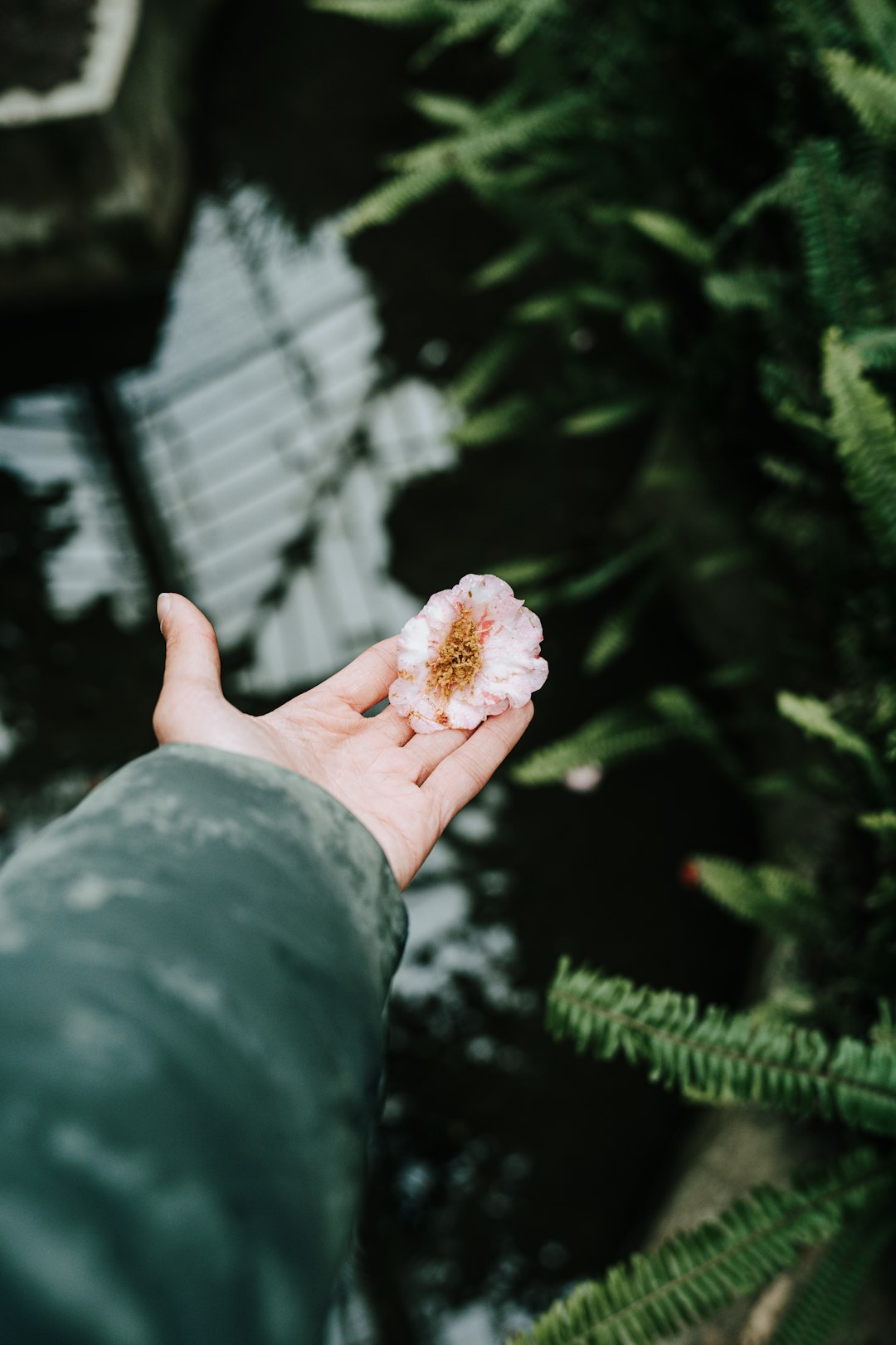 A person holding a flower in their hand