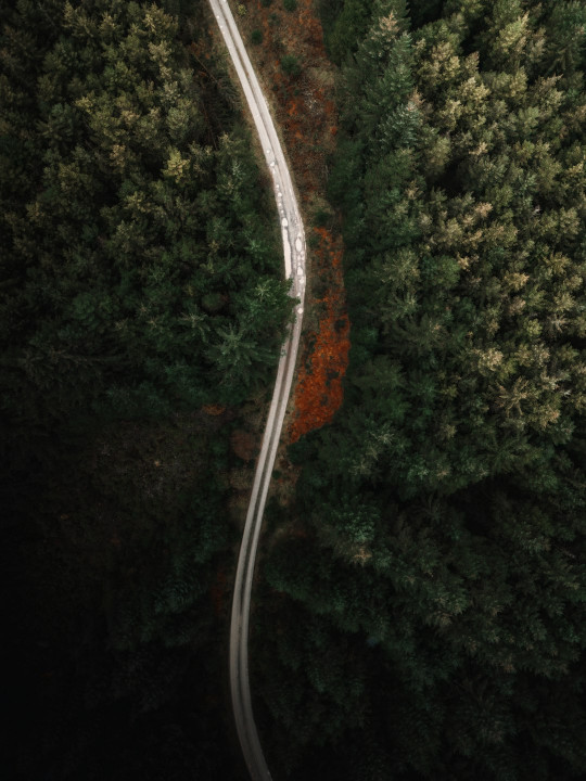 A winding road in the middle of a forest