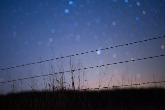 A bird sitting on top of a fence next to tall grass