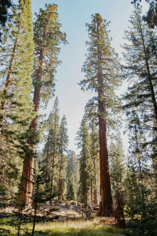 A forest filled with lots of tall trees