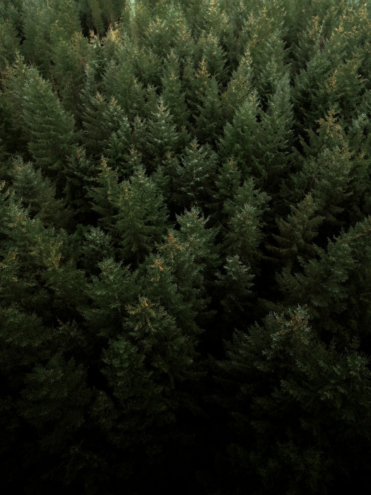 A large group of trees in a forest