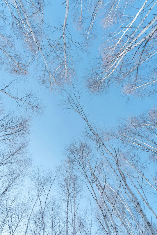 Looking up at a group of trees in winter