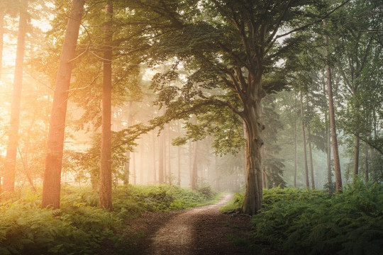 A dirt road in the middle of a forest