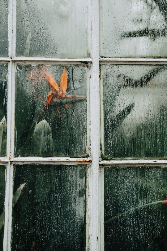 A close up of a window with a plant behind it