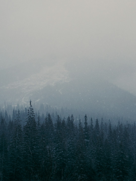 A snow covered forest with a mountain in the background