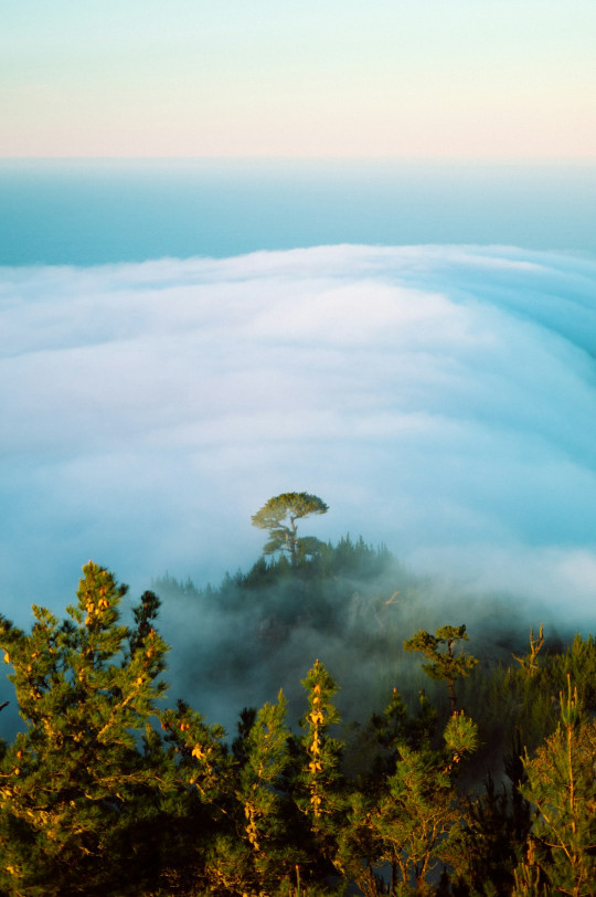 A tree in the middle of a sea of clouds