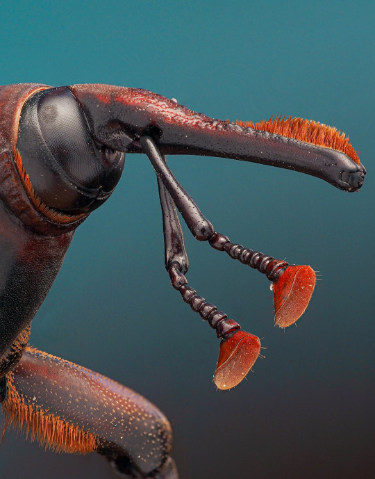 A close up of a bug on a blue background