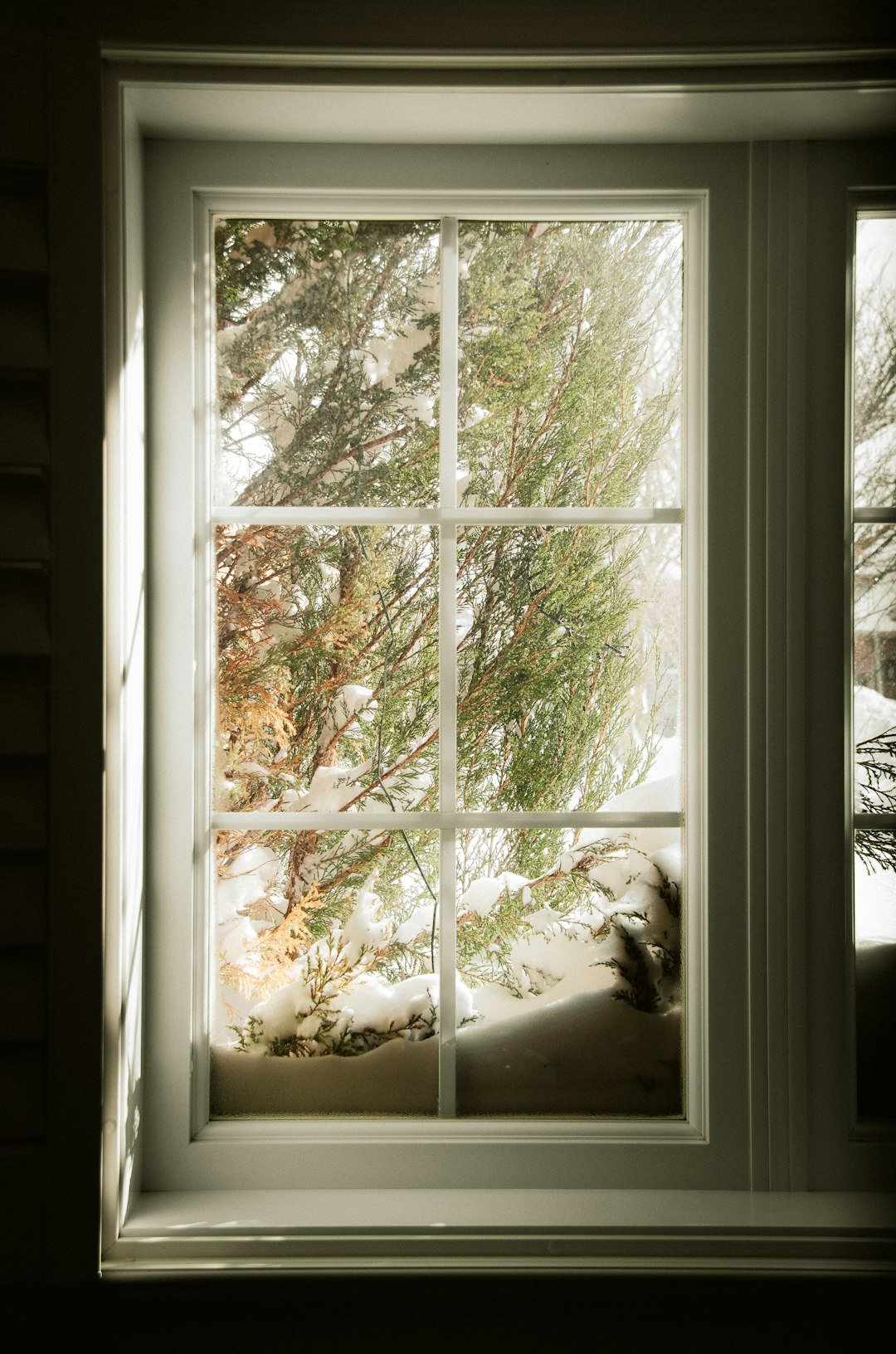 A dog looking out of a window in the snow