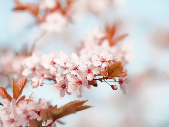 A branch of a tree with pink flowers