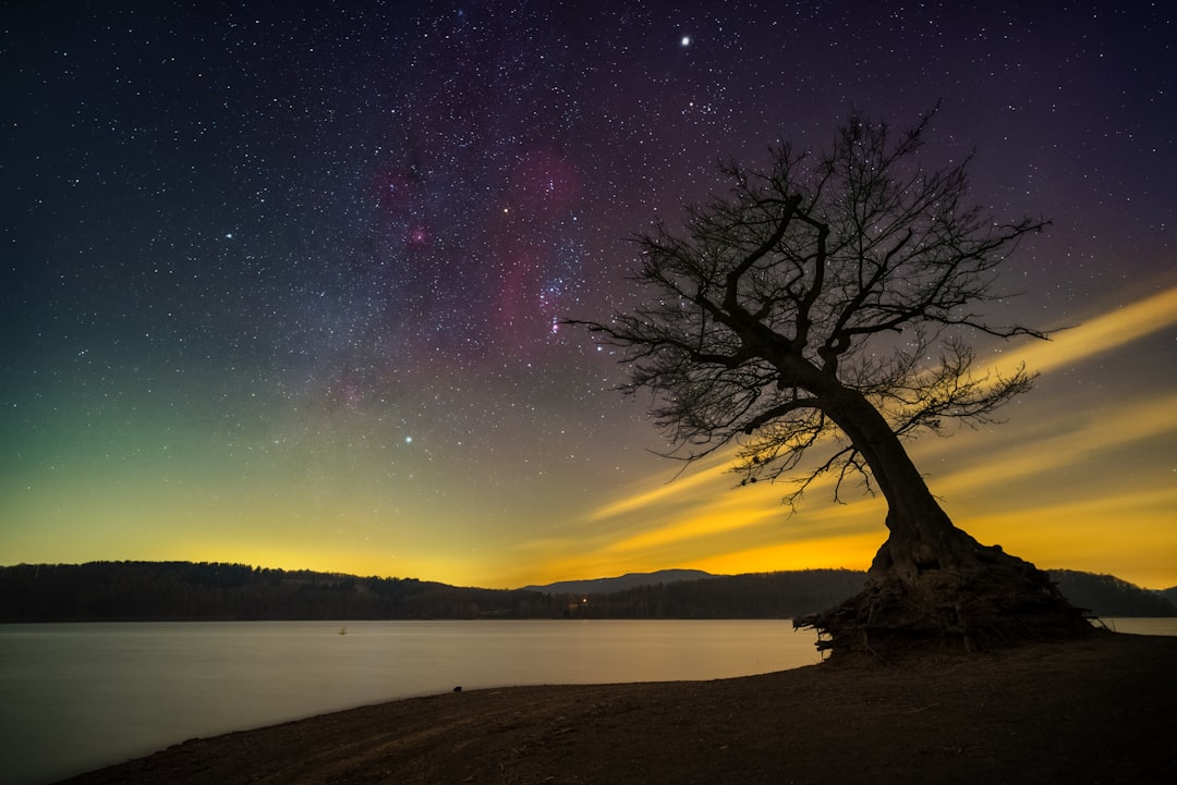 A tree silhouetted under a stunning starry night.