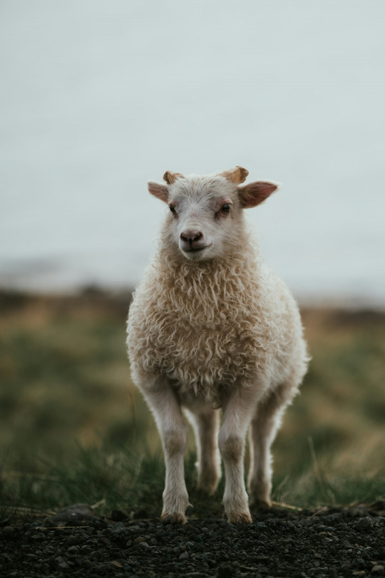 A sheep standing on top of a grass covered field