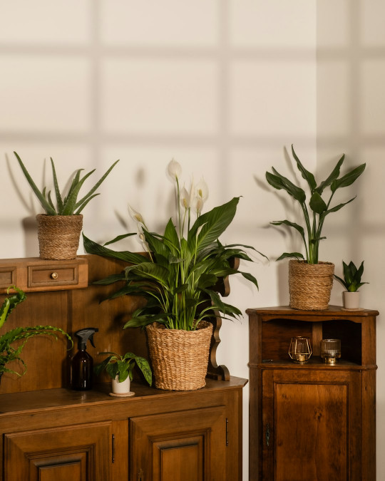 A couple of plants sitting on top of a wooden cabinet