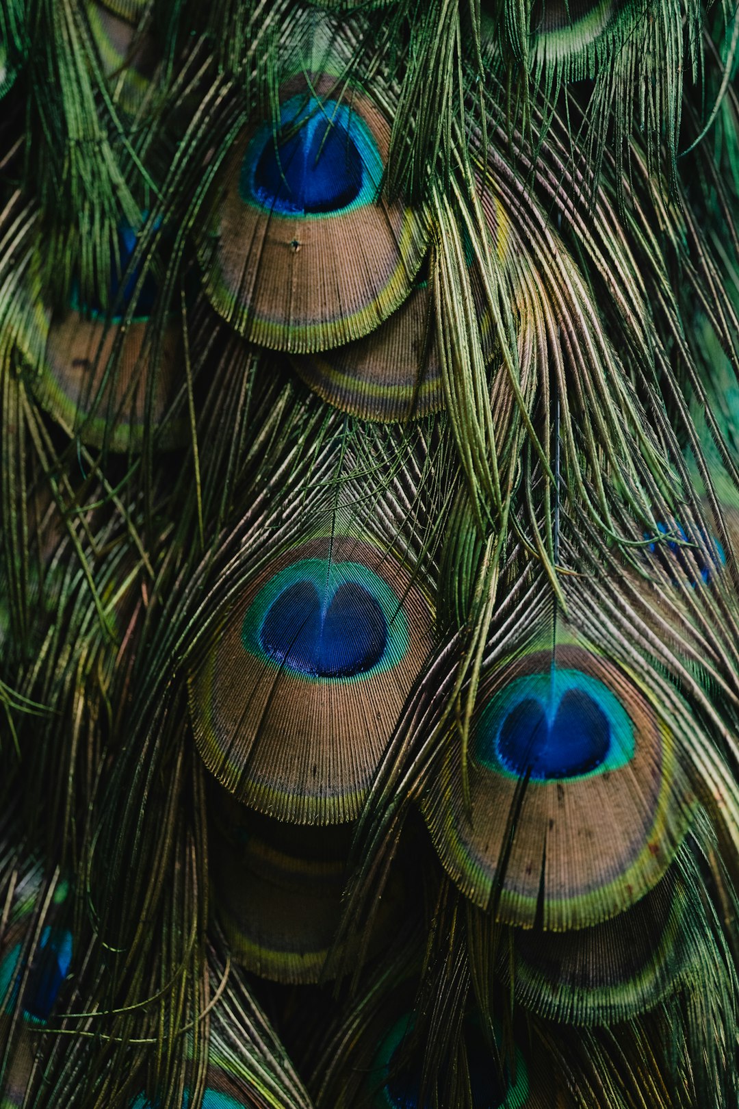 A close up of a peacock's feathers with blue eyes