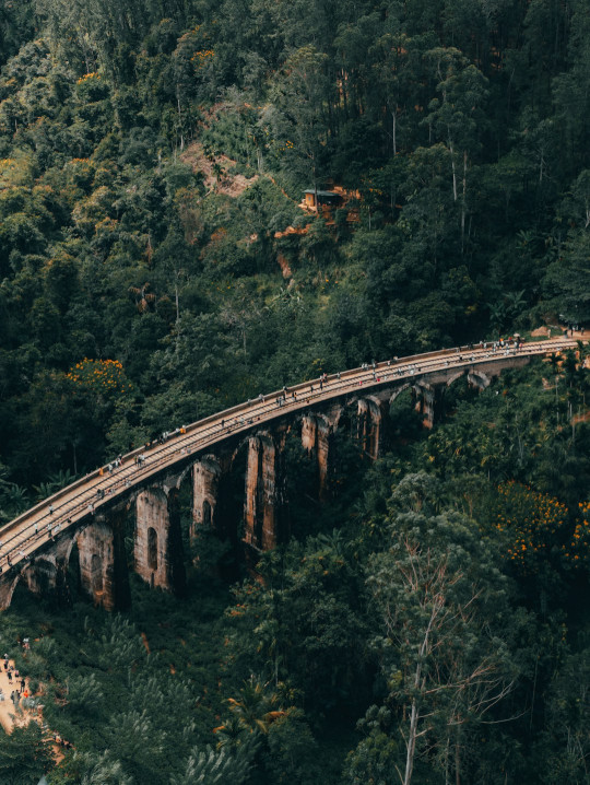 A train traveling over a bridge in the middle of a forest