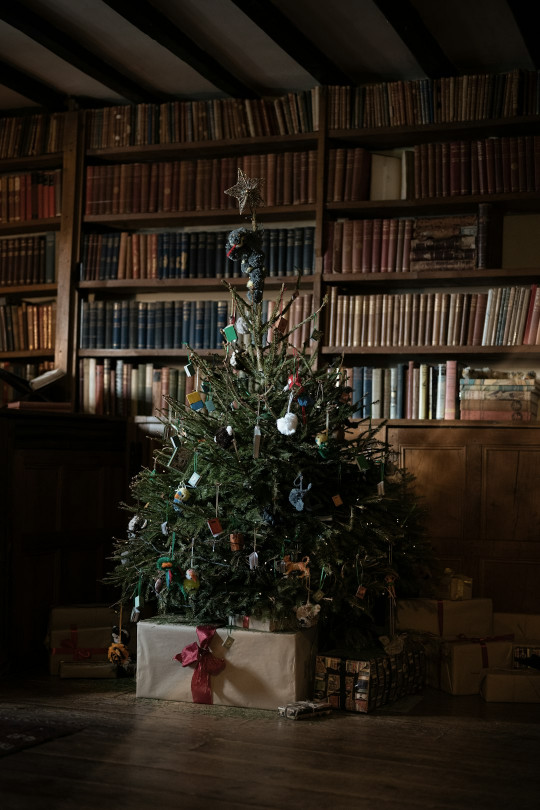 A small christmas tree in a room with bookshelves