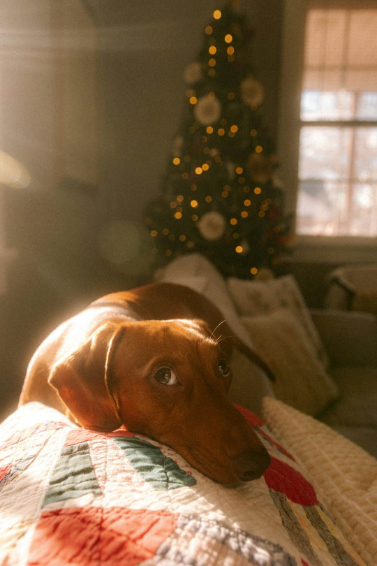 A brown dog laying on top of a couch next to a christmas tree