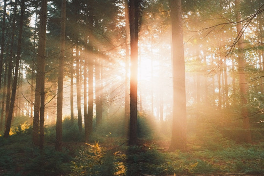 The sun is shining through the trees in the forest