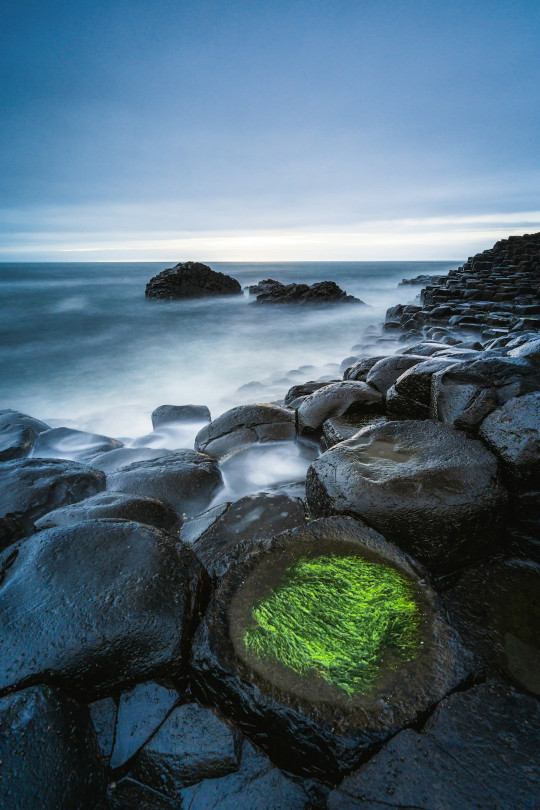 A rocky beach with green algae growing in the water