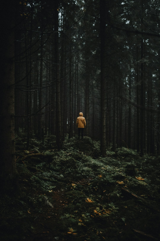 A person standing in the middle of a forest