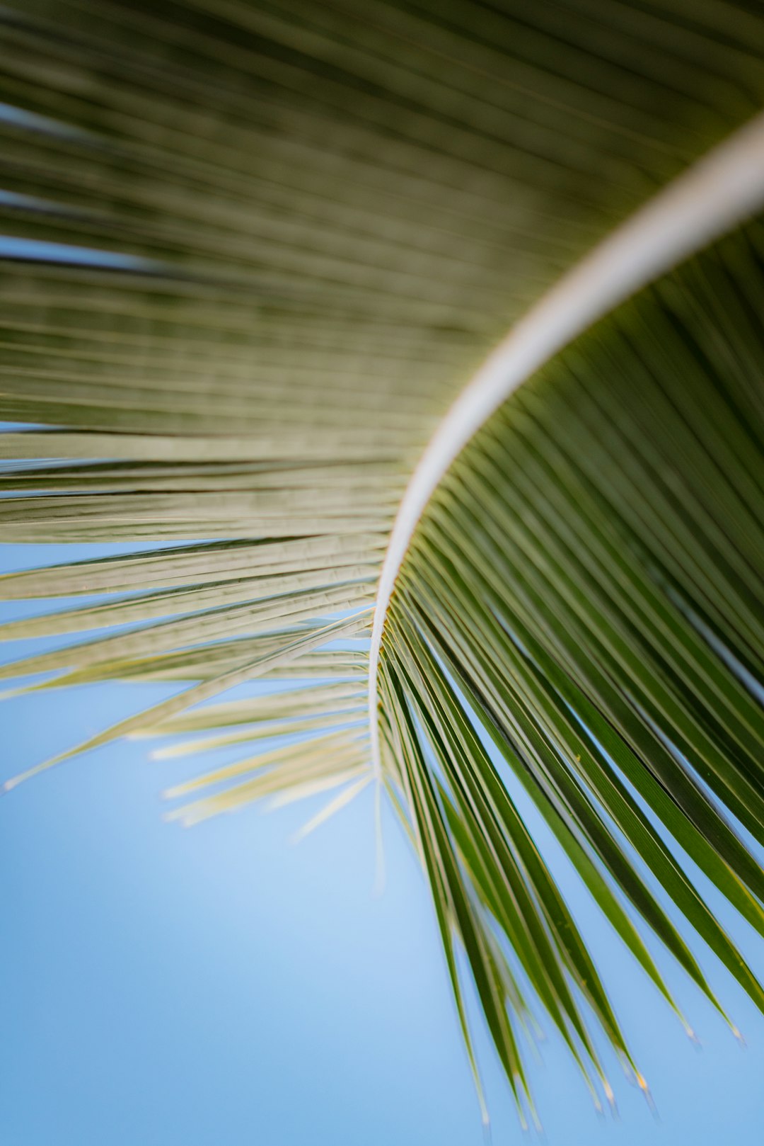 A close up of a palm leaf against a blue sky