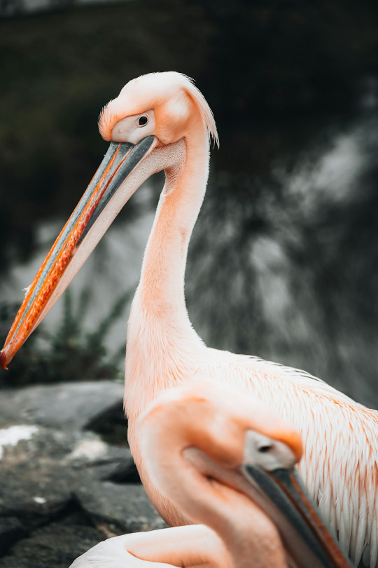 A large white bird with a long beak